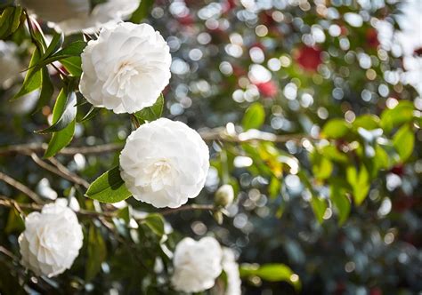 山茶花寓意|山茶花